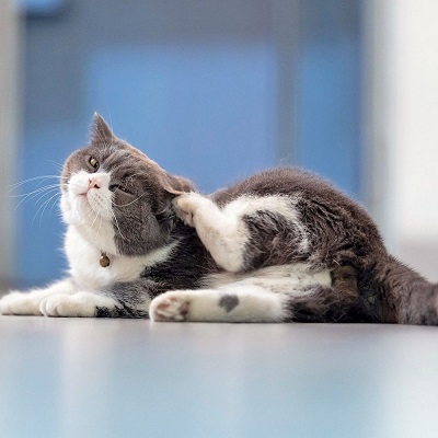 Алергічні реакції у собак та котів